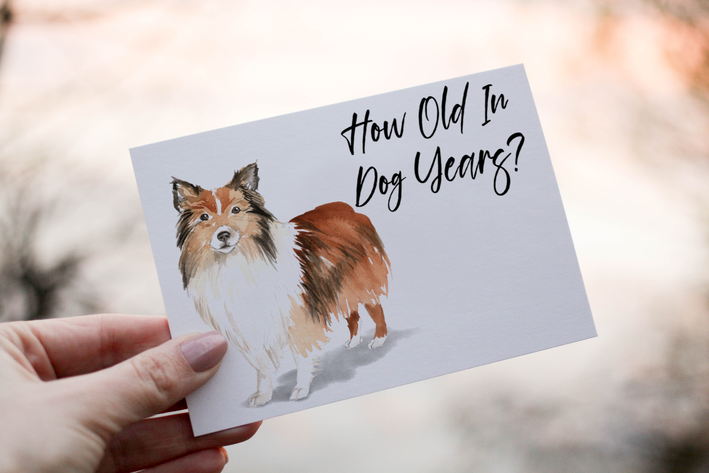 Shetland Sheepdog Birthday Card, Dog Birthday Card